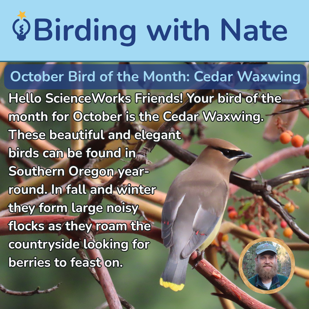 Hello ScienceWorks Friends!
Your bird of the month for October is the Cedar Waxwing! These beautiful, elegant birds can be found in Southern Oregon year-round. In fall and winter, they form large, noisy flocks as they roam the countryside in search of berries to feast on.
