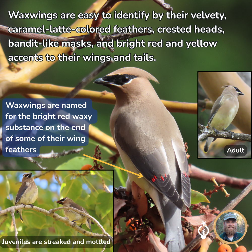 Waxwings are easy to identify by their velvety, caramel-latte-colored feathers, crested heads, bandit-like masks, and bright red and yellow accents on their wings and tails. Waxwings are named
for the bright red waxy substance on the end of some of their wing feathers. Juveniles have streaked and mottled plumage.