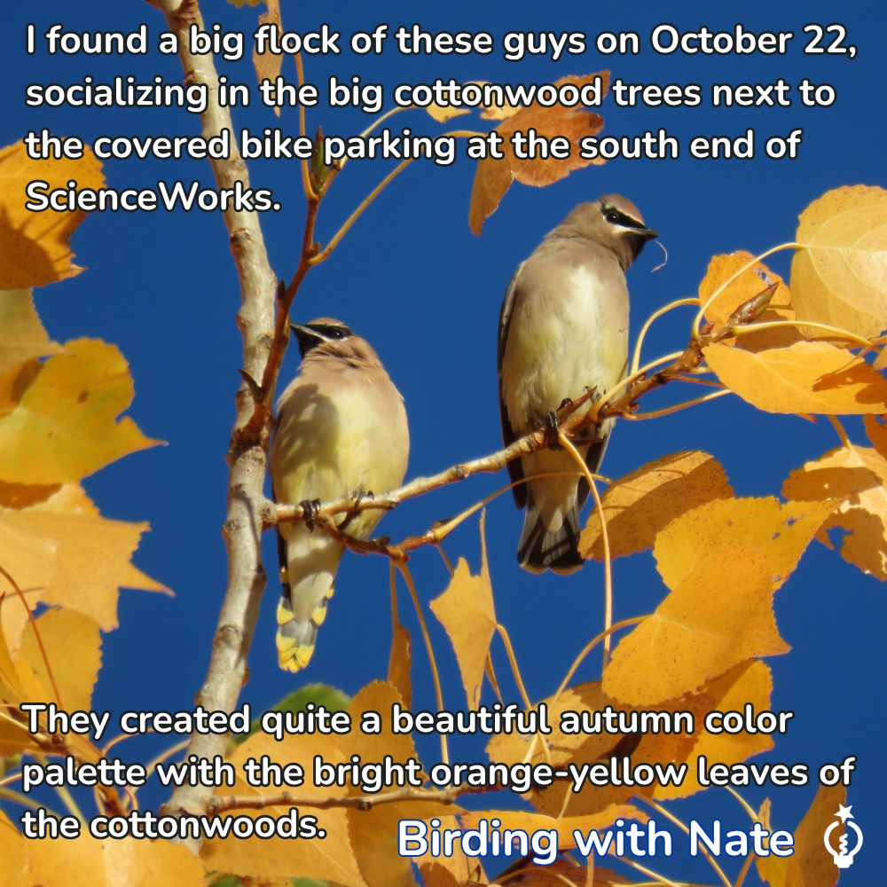 I found a large flock of these guys on October 22, socializing in the big cottonwood trees next to the covered bike parking at the south end of ScienceWorks. They created a beautiful autumn color palette with the bright orange-yellow leaves of the cottonwoods.