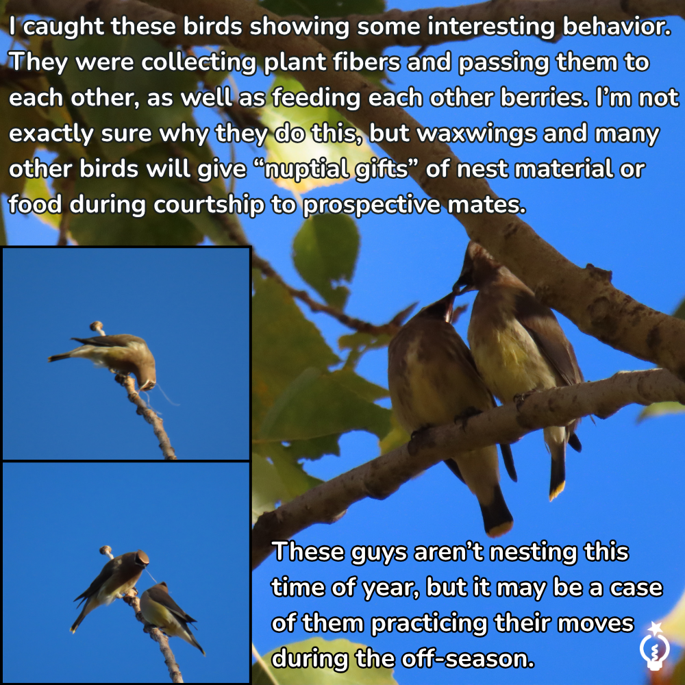 I observed these birds exhibiting some interesting behavior. They were collecting plant fibers and passing them to each other, as well as feeding each other berries. I’m not exactly sure why they do this, but waxwings and many other birds give “nuptial gifts” of nest material or food during courtship to prospective mates. These guys aren’t nesting this time of year, but it may be a case of them practicing their moves during the off-season.