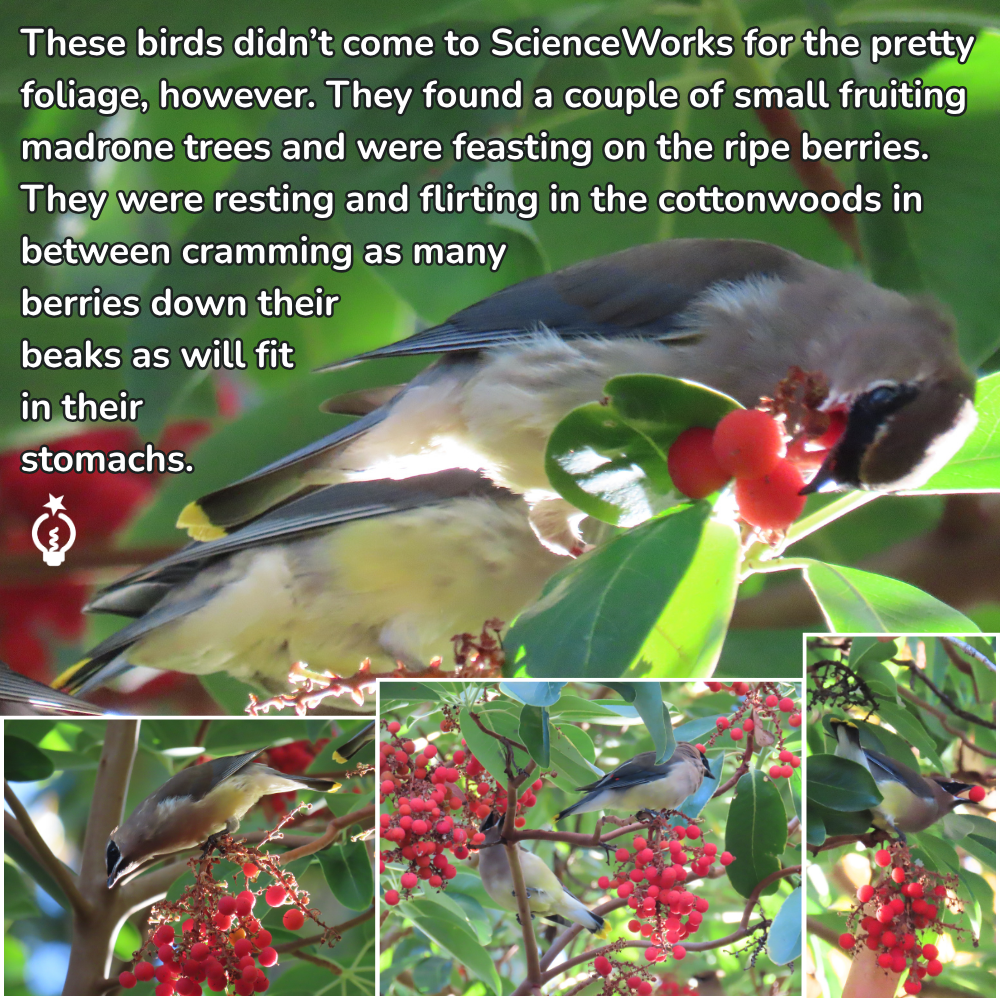 These birds didn’t come to ScienceWorks for the pretty foliage, however. They discovered a couple of small fruiting madrone trees and were feasting on the ripe berries. Between cramming as many berries as they could into their stomachs, they rested and flirted in the cottonwoods.