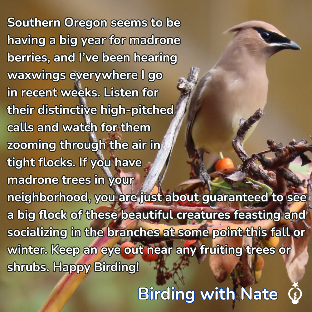 Southern Oregon seems to be having a big year for madrone berries, and I’ve been hearing waxwings everywhere in recent weeks. Listen for their distinctive high-pitched calls and watch for them zooming through the air in tight flocks. If you have madrone trees in your neighborhood, you’re likely to see a large flock of these beautiful birds feasting and socializing in the branches this fall or winter. Keep an eye out near any fruiting trees or shrubs. Happy birding!