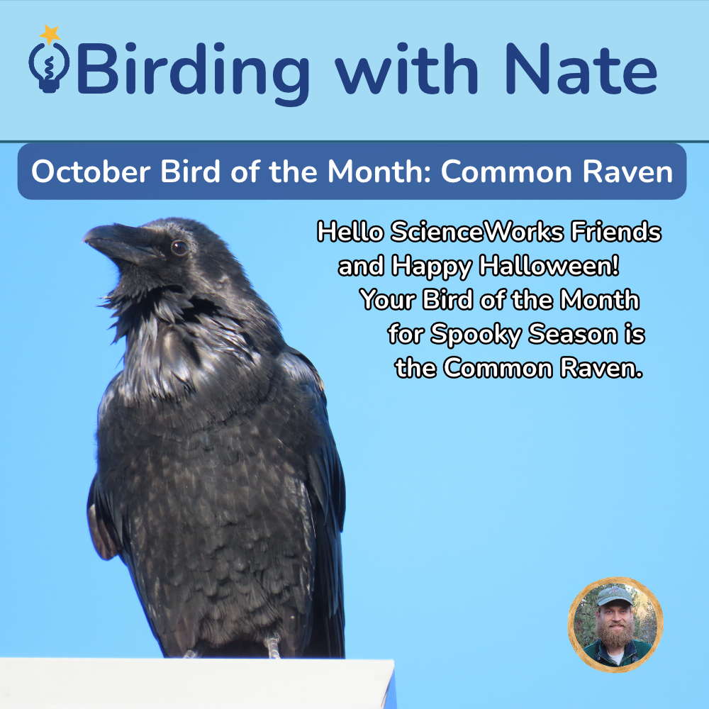 Common raven on blue sky background with text: “October Bird of the Month” and “Birding with Nate.”