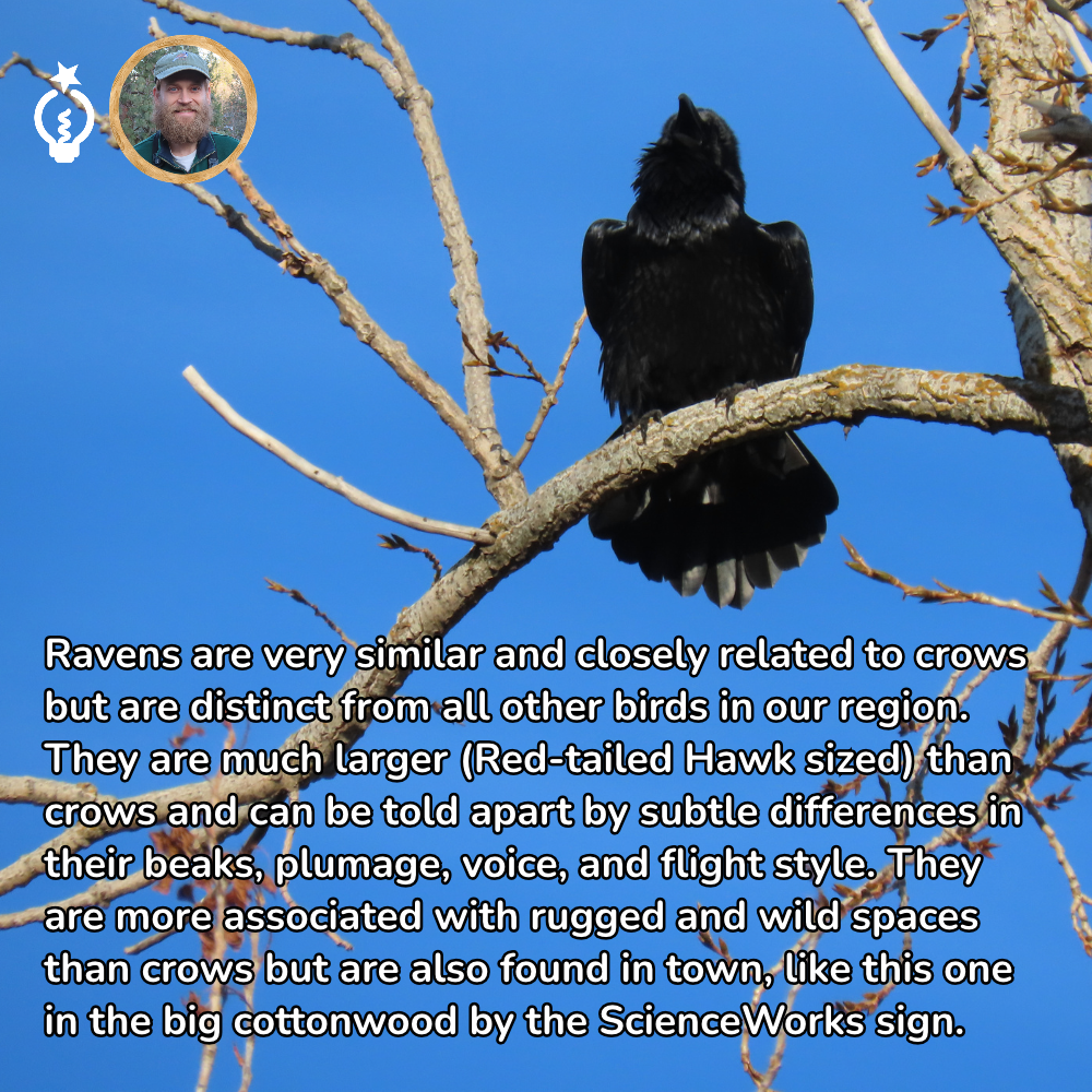 Black raven perched on a tree branch against a blue sky, with text about ravens and crows.
