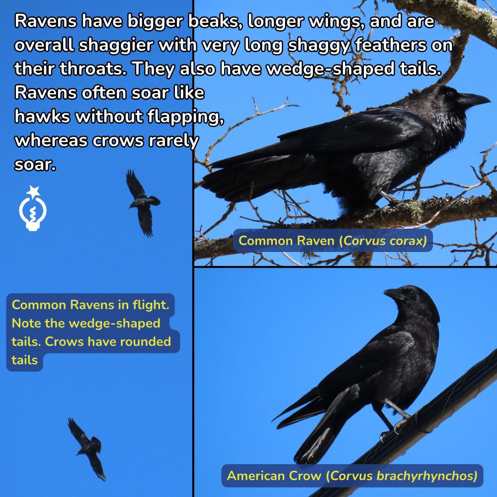Infographic comparing common raven and American crow size, shape, and tail differences in flight and perch views