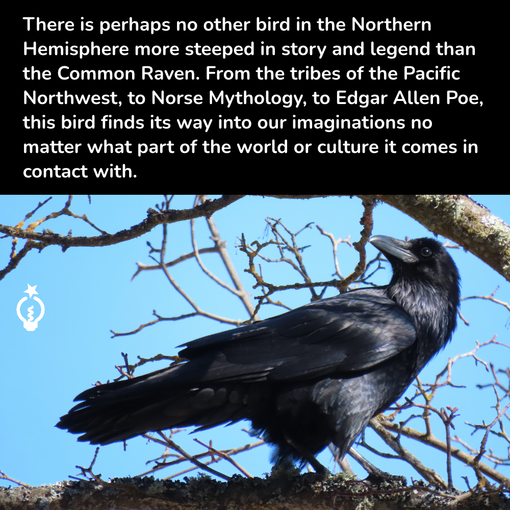 Black raven perched on bare branches against a blue sky.