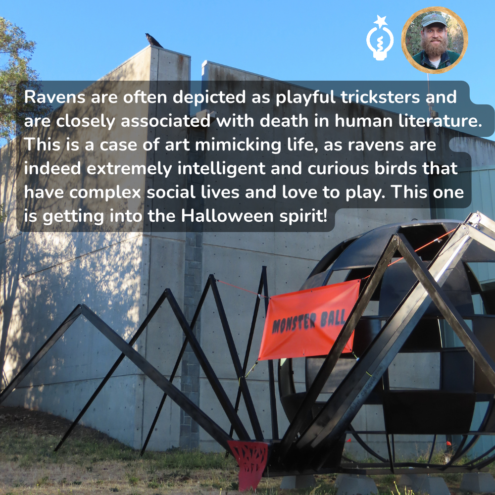 Halloween raven display with geometric spider sculpture, an orange sign, and a blue sky backdrop
