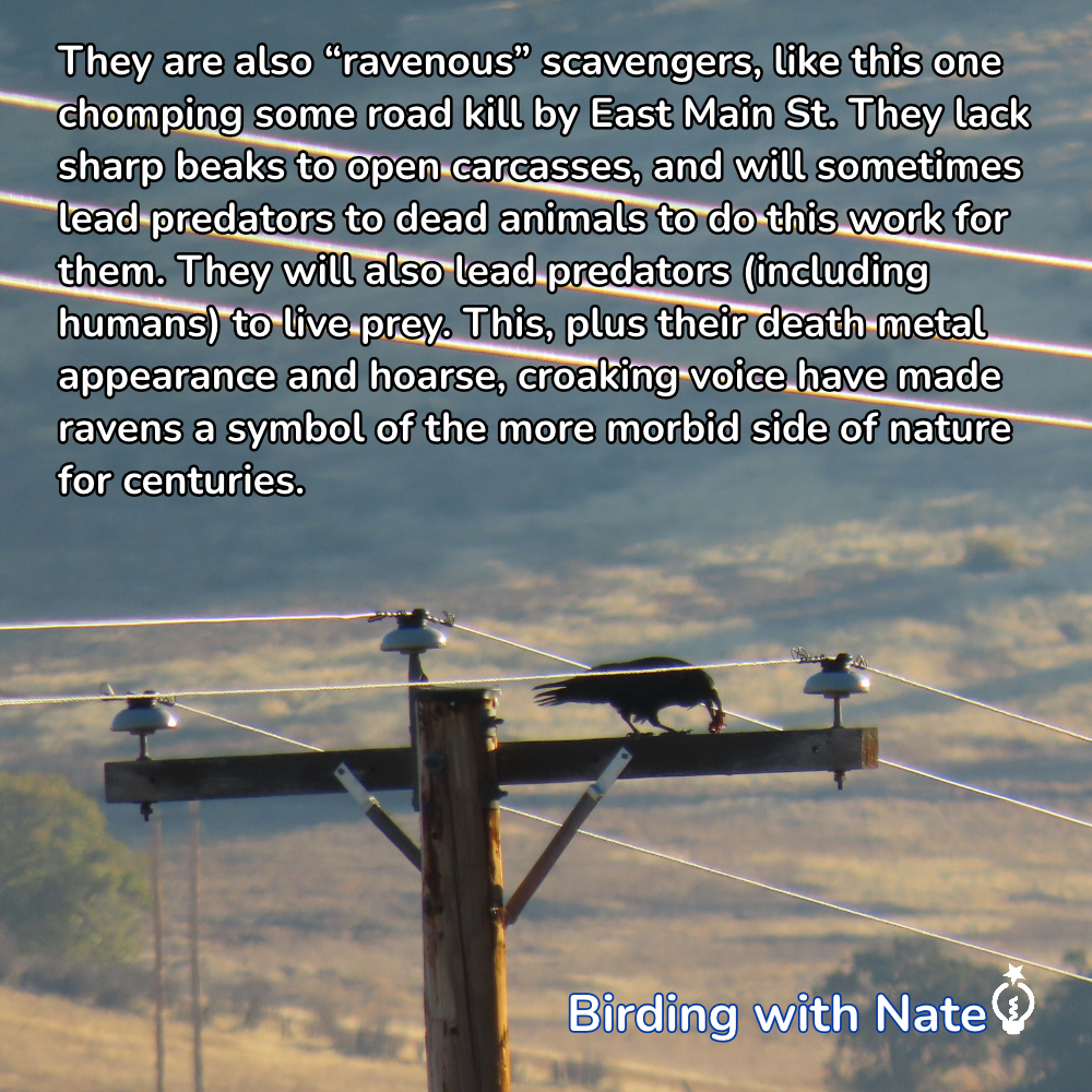 A raven perched on a utility pole against a hazy landscape at sunrise.