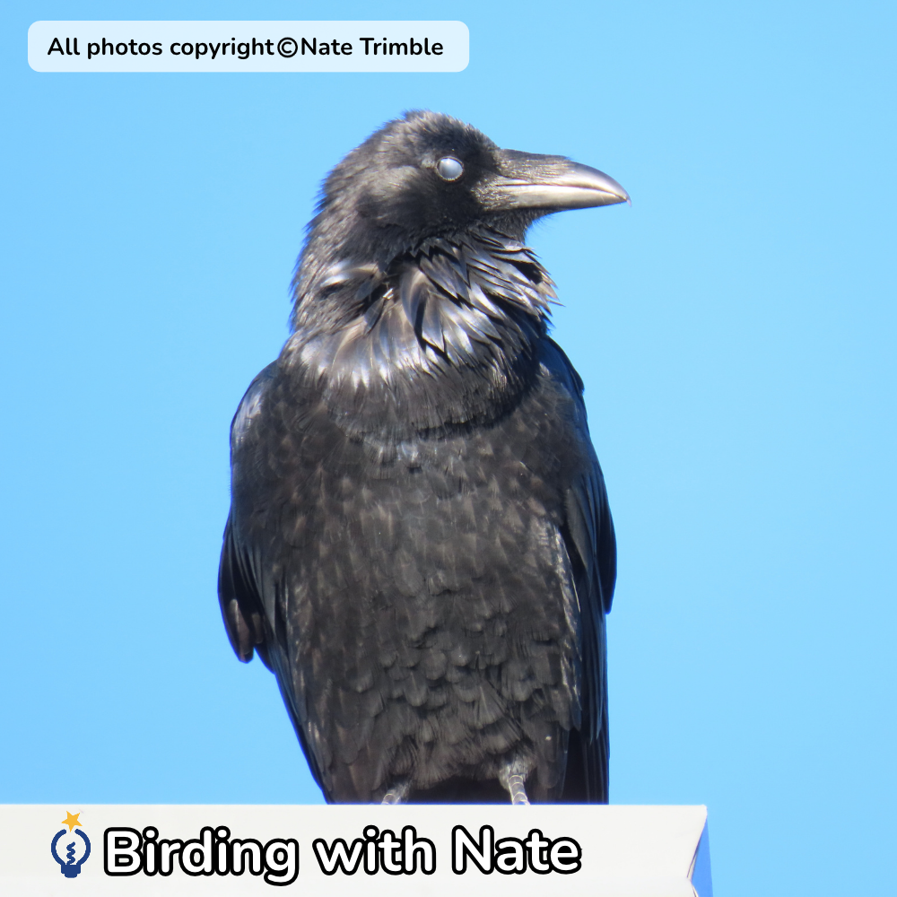 Black raven with glossy feathers against a blue sky, with