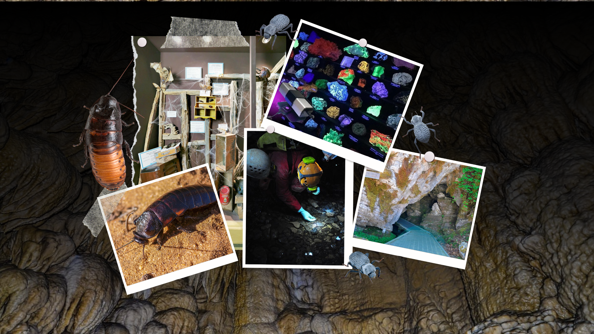 a collage of components of the new Subterranean Science Exhibit at ScienceWorks