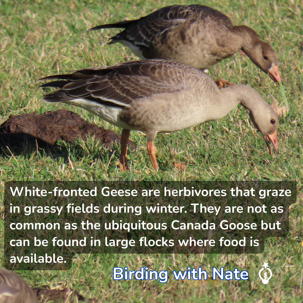 Two White-fronted Geese grazing in a grassy field near ScienceWorks