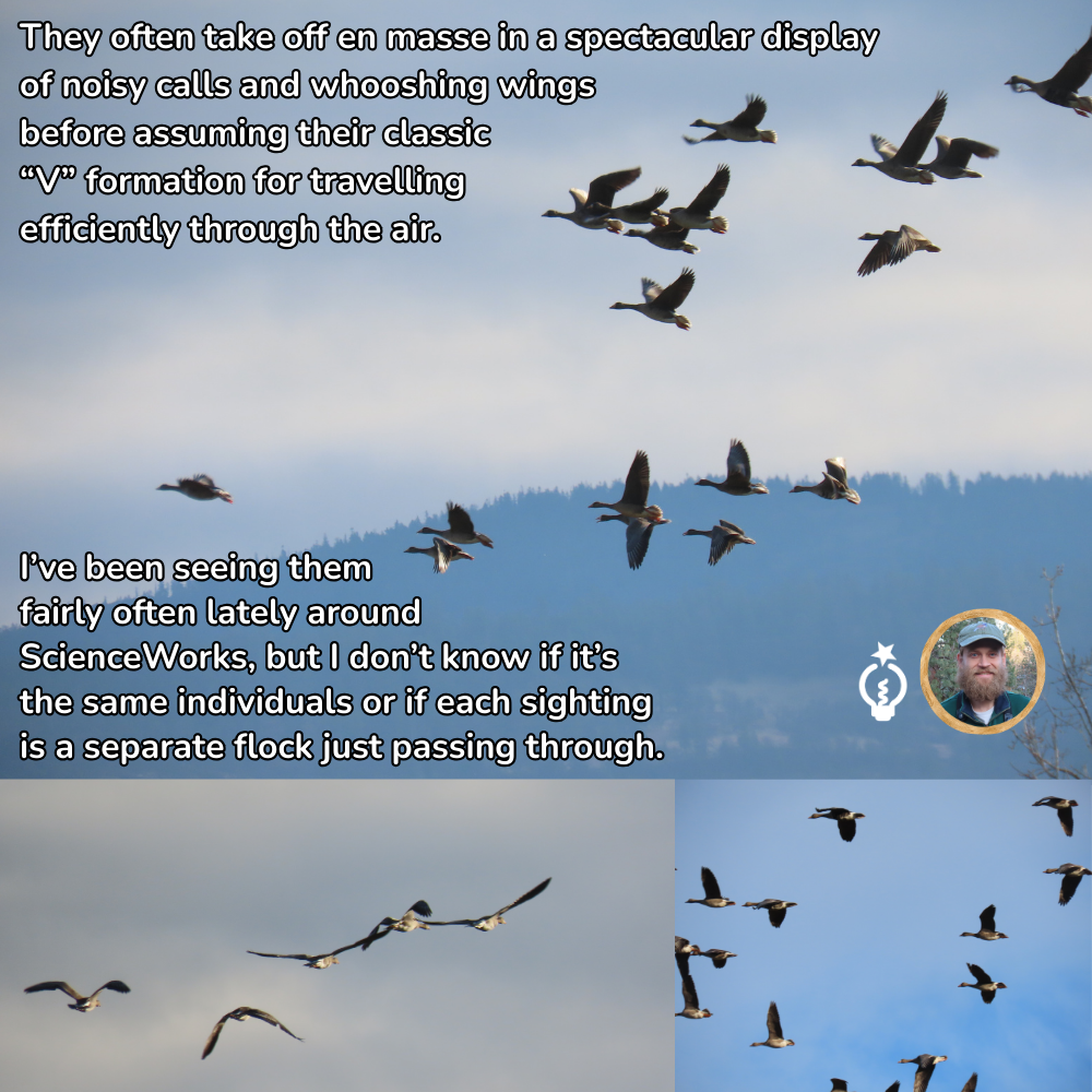 Geese flying in a