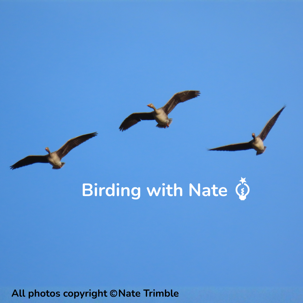 Three greater white-fronted geese flying in a blue sky. White text: Birding with Nate.