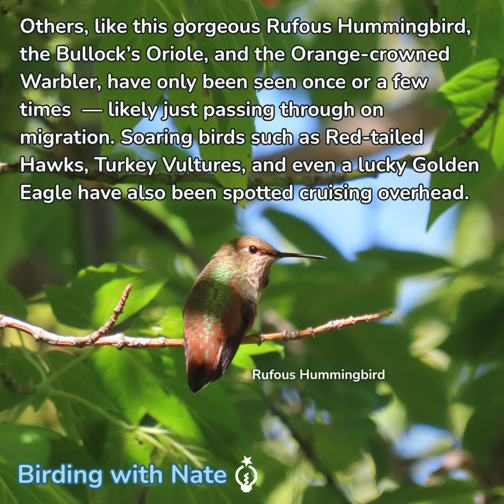 Others, like this gorgeous Rufous Hummingbird, the Bullock’s Oriole, and the Orange-crowned Warbler, have only been seen once or a few times — likely just passing through on migration. Soaring birds such as Red-tailed Hawks, Turkey Vultures, and even a lucky Golden Eagle have also been spotted cruising overhead.