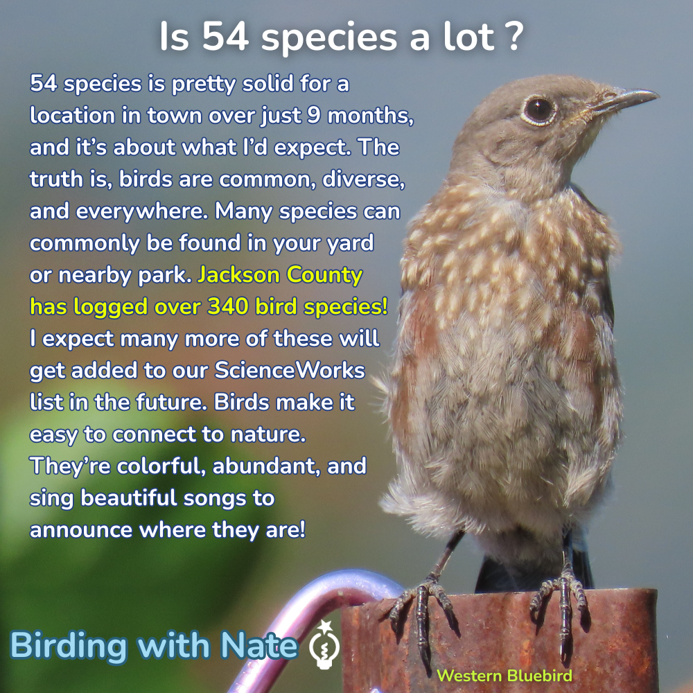54 species is pretty solid for a location in town over just 9 months, and it’s about what I’d expect. The truth is, birds are common, diverse, and everywhere. Many species can commonly be found in your yard or nearby park. Jackson County has logged over 340 bird species! I expect many more of these will get added to our ScienceWorks
list in the future. Birds make it easy to connect to nature. They’re colorful, abundant, and sing beautiful songs to
announce where they are!