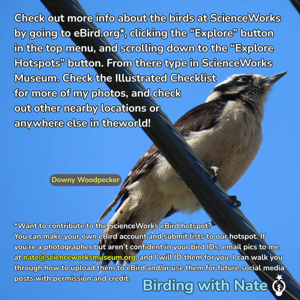 Check out more info about the birds at ScienceWorks by going to eBird.org*, clicking the “Explore” button in the top menu, and scrolling down to the “Explore Hotspots” button. From there type in ScienceWorks Museum. Check the Illustrated Checklist ffor more of my photos, and check out other nearby locations or anywhere else in the world!