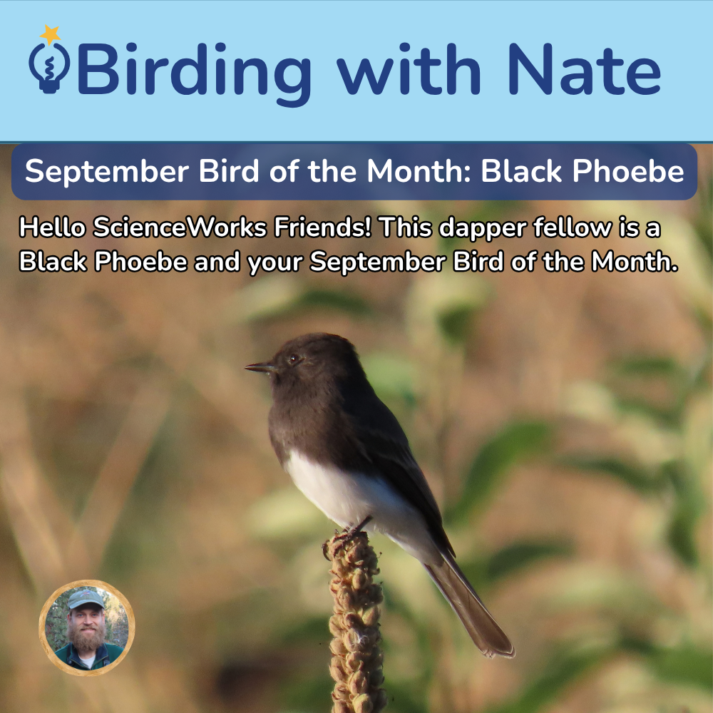 Black phoebe perched on a seed head, with “Birding with Nate” and “September Bird of the Month” text.