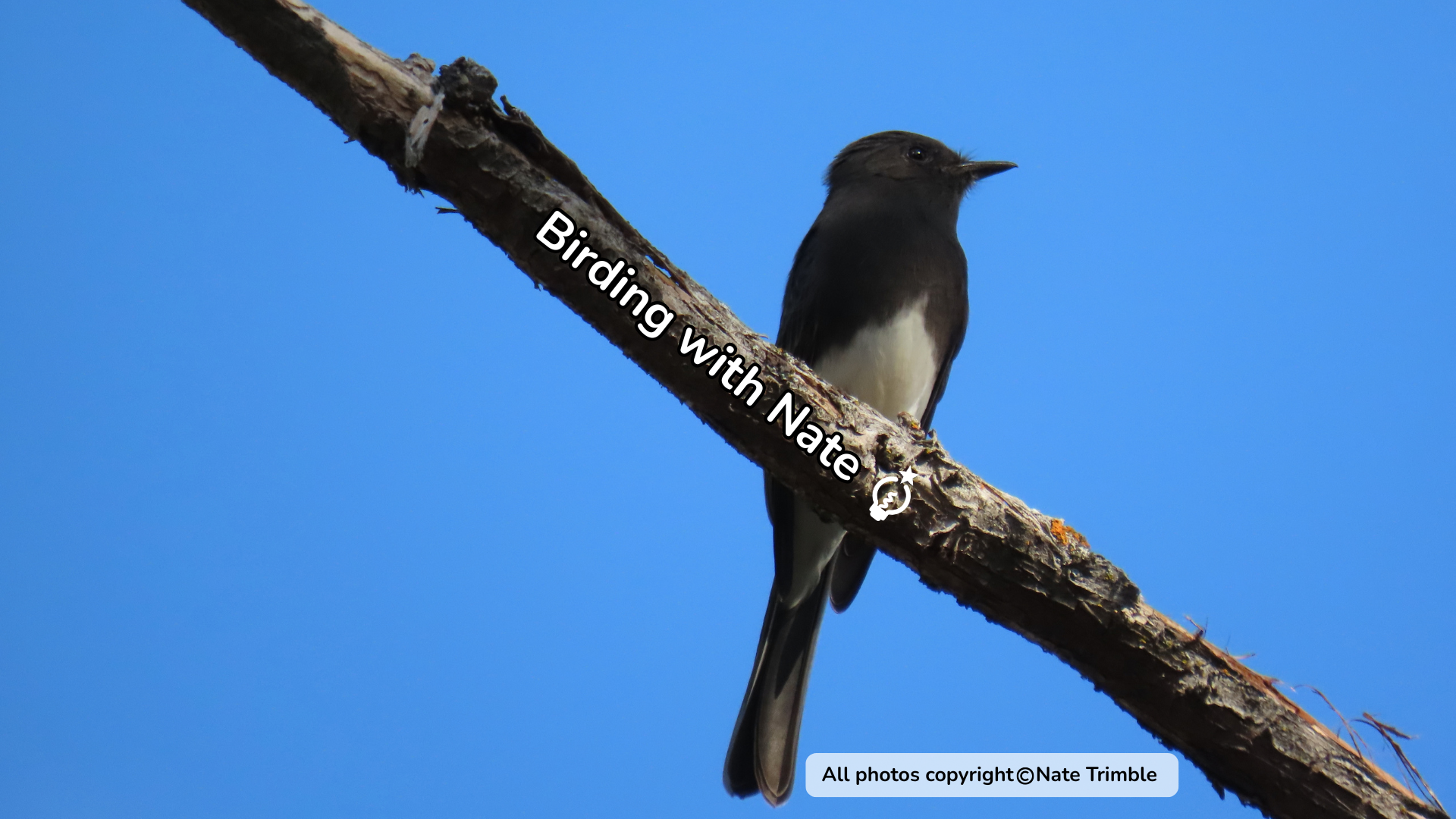 Dark bird perched on a branch against a blue sky, with “Birding with Nate” text overlay.