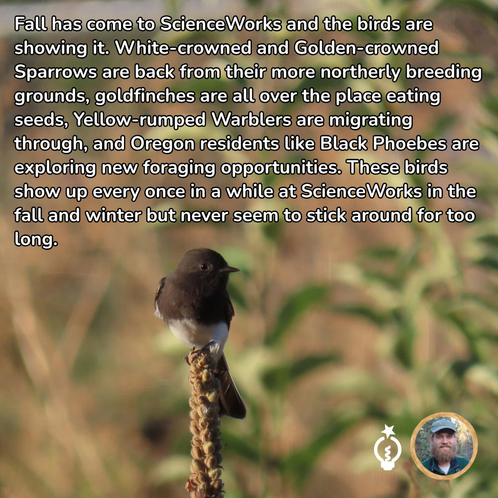 Small black phoebe perched on a seed head in a grassy field, with white text overlay about fall birds at ScienceWorks.