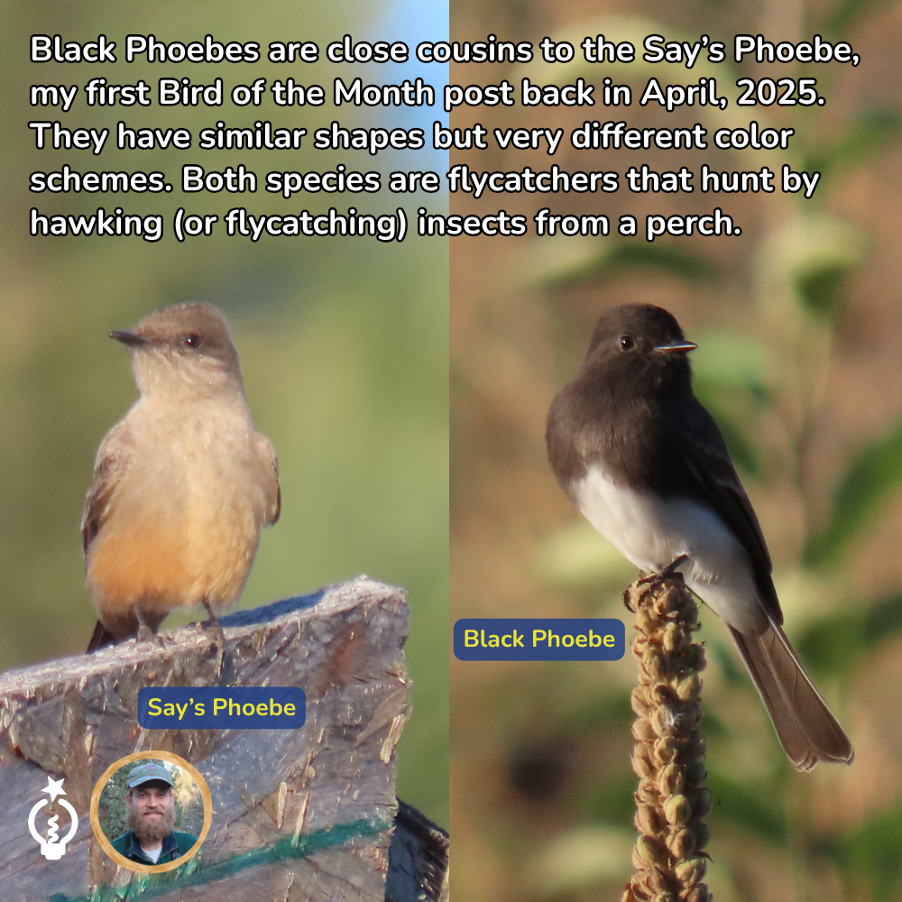 Two birds on perches labeled Say's Phoebe and Black Phoebe, with text comparing their plumage and hunting behavior