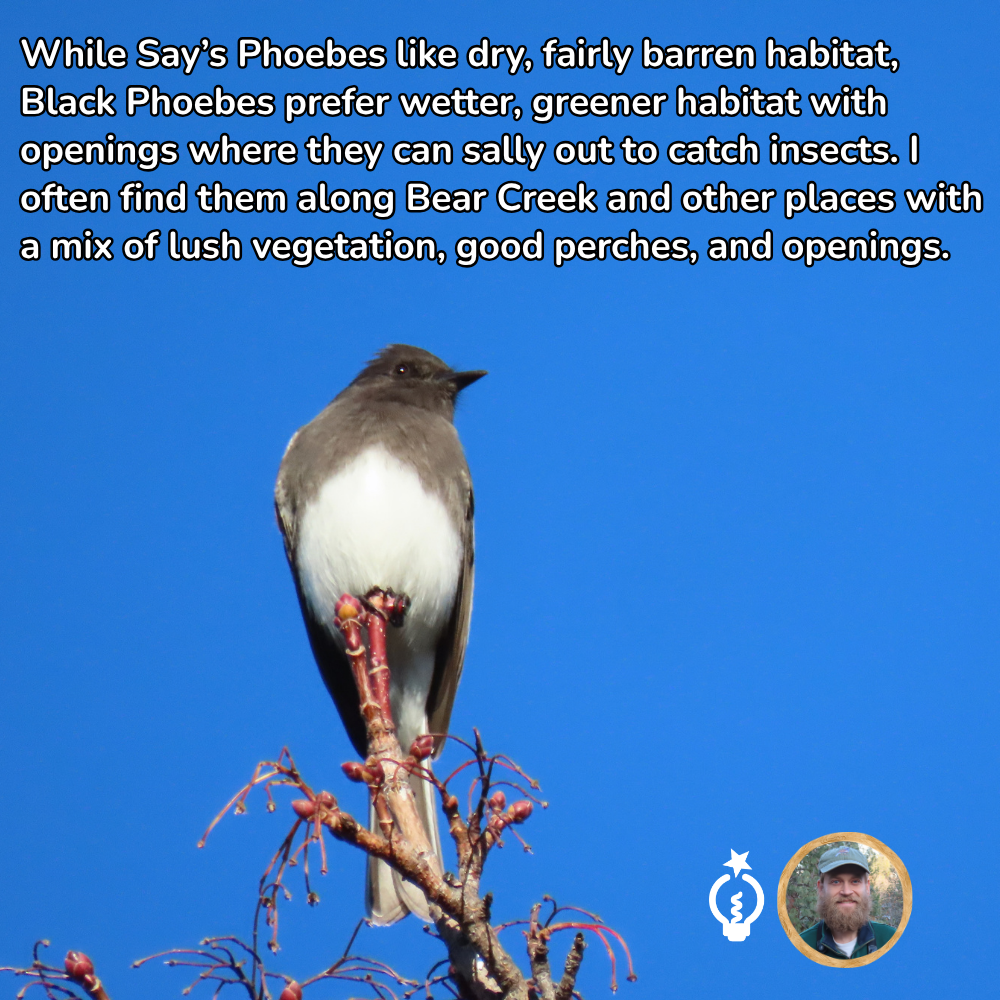 Black Phoebe perched on a bare branch against a bright blue sky, with text about habitat.