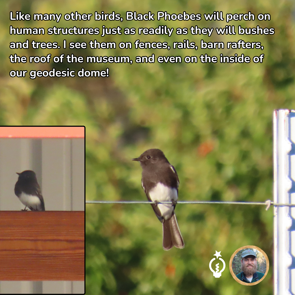 Black phoebe perched on a wire, with a smaller inset photo of the bird on a museum ledge.