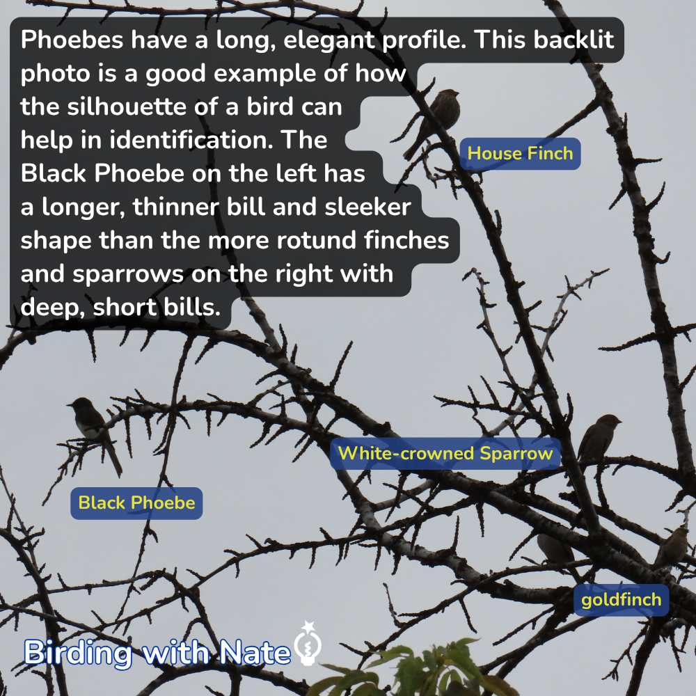 Birding guide with labeled silhouettes of Black Phoebe, House Finch, White-crowned Sparrow, and goldfinch on branches