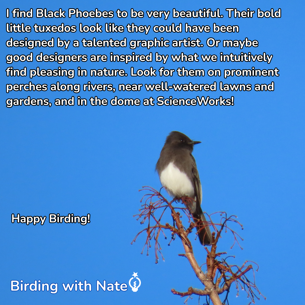 Black phoebe perched on a twig against a clear blue sky, with text overlay about birding.