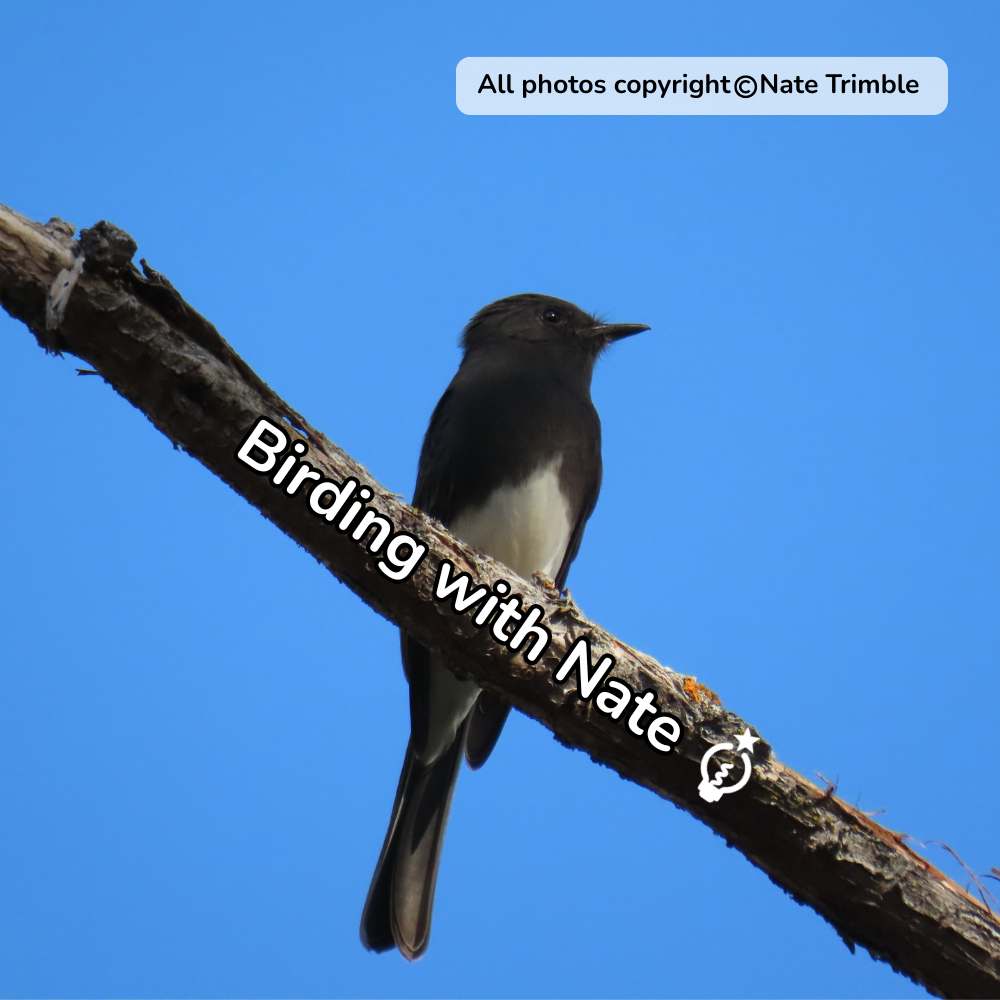 Small black phoebe perched on a branch against a blue sky, with “Birding with Nate” watermark text.
