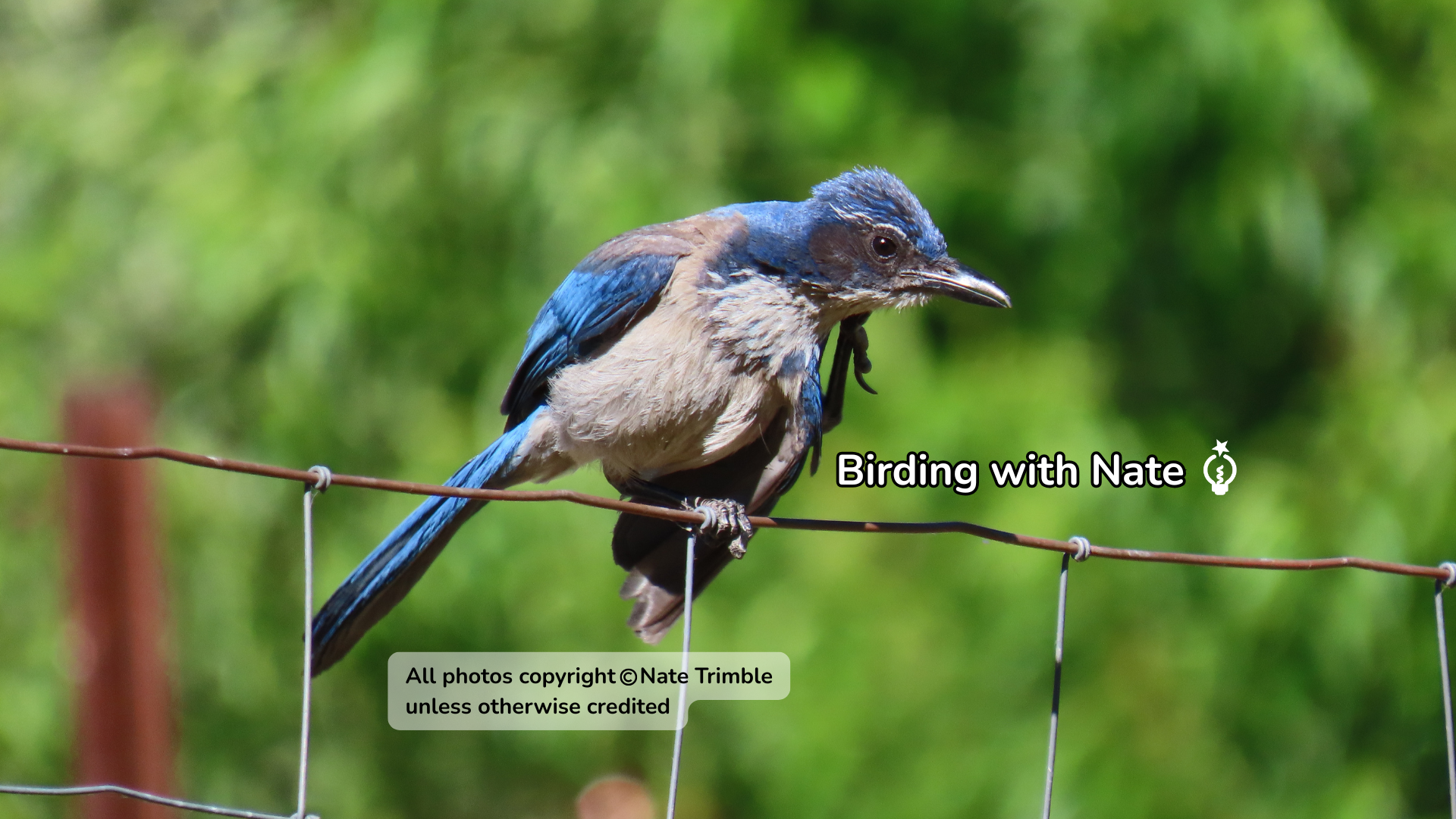 California Scrub Jay perched on a wire fence with blurred green background and text overlay
