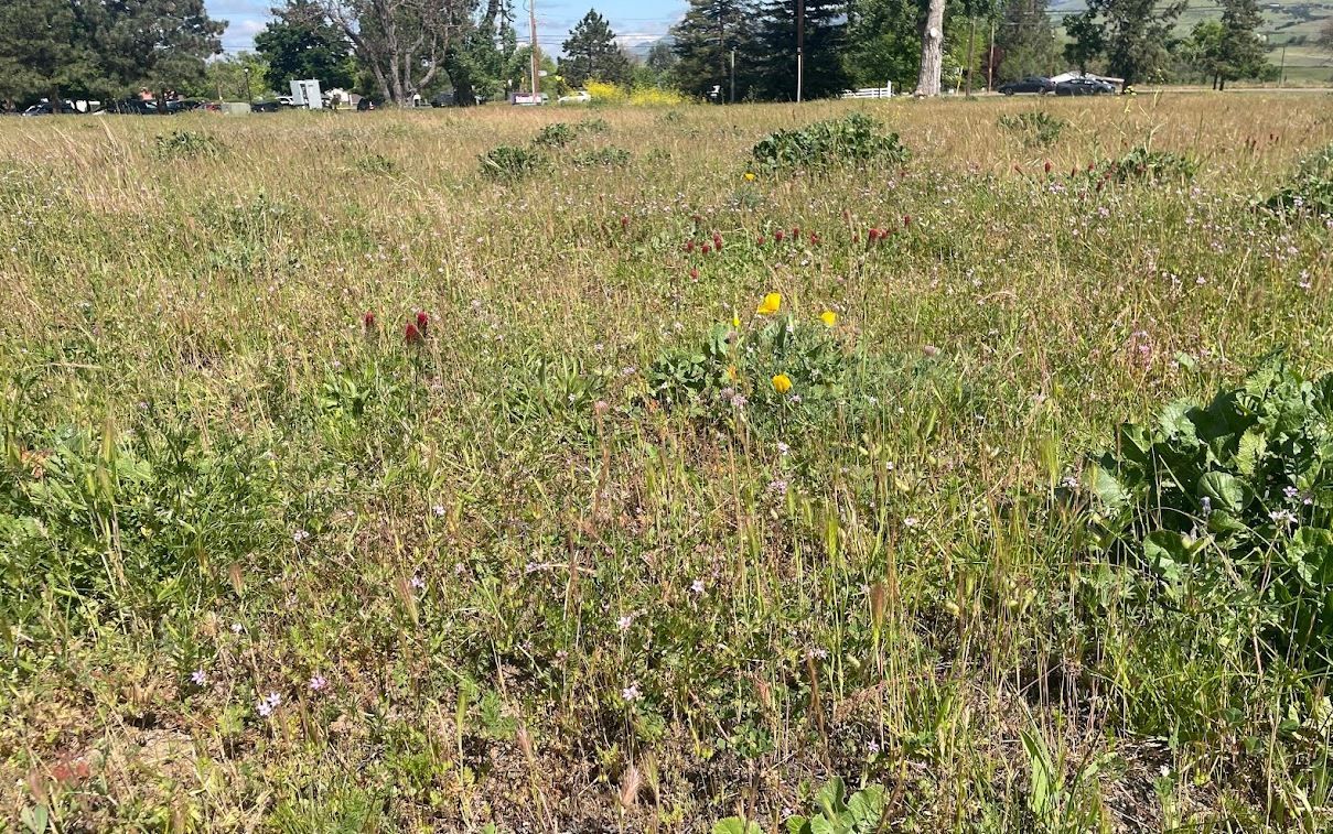Grassy field with scattered wildflowers under a clear sky, with trees in the distance