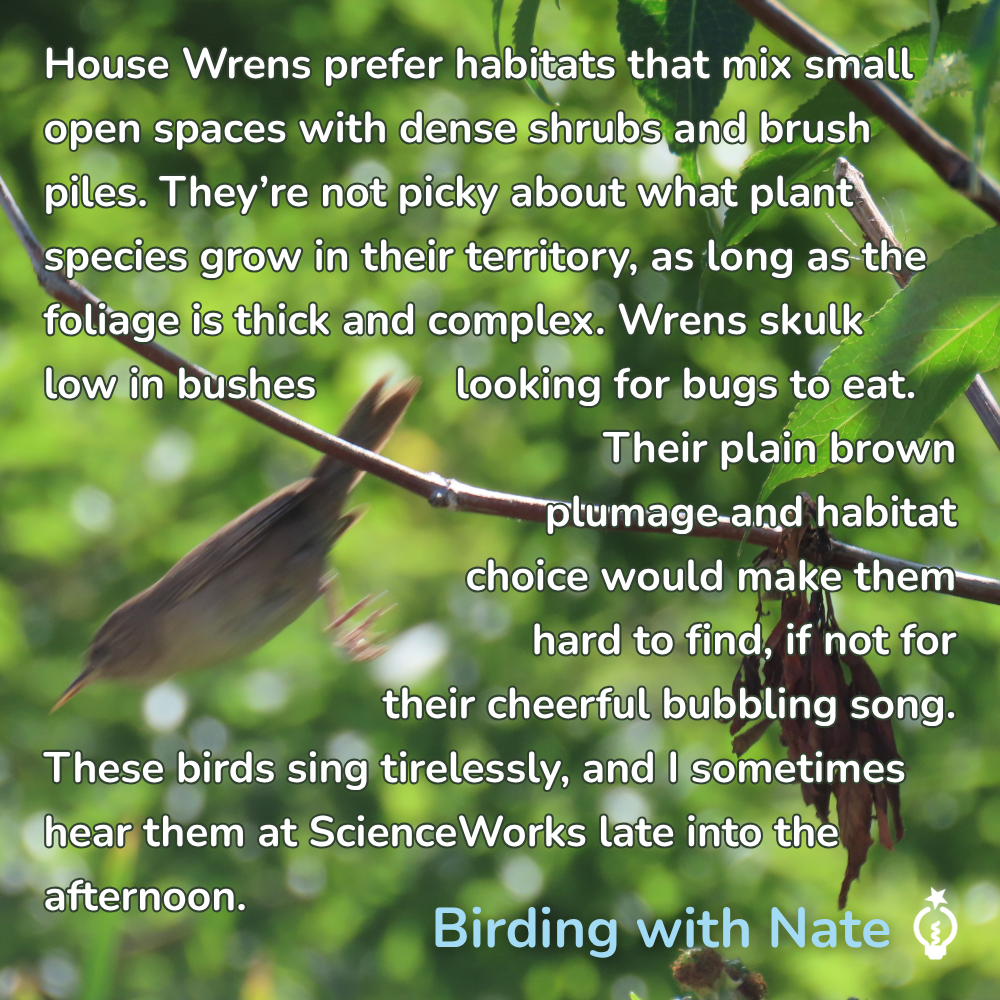 House Wrens prefer habitats that mix small open spaces with dense shrubs and brush piles. They’re not picky about what plant species grow in their territory, as long as the foliage is thick and complex. Wrens skulk low in bushes looking for bugs to eat. Their plain brown plumage and habitat choice would make them hard to find, if not for their cheerful bubbling song. These birds sing tirelessly, and I sometimes hear them at ScienceWorks late into the afternoon.