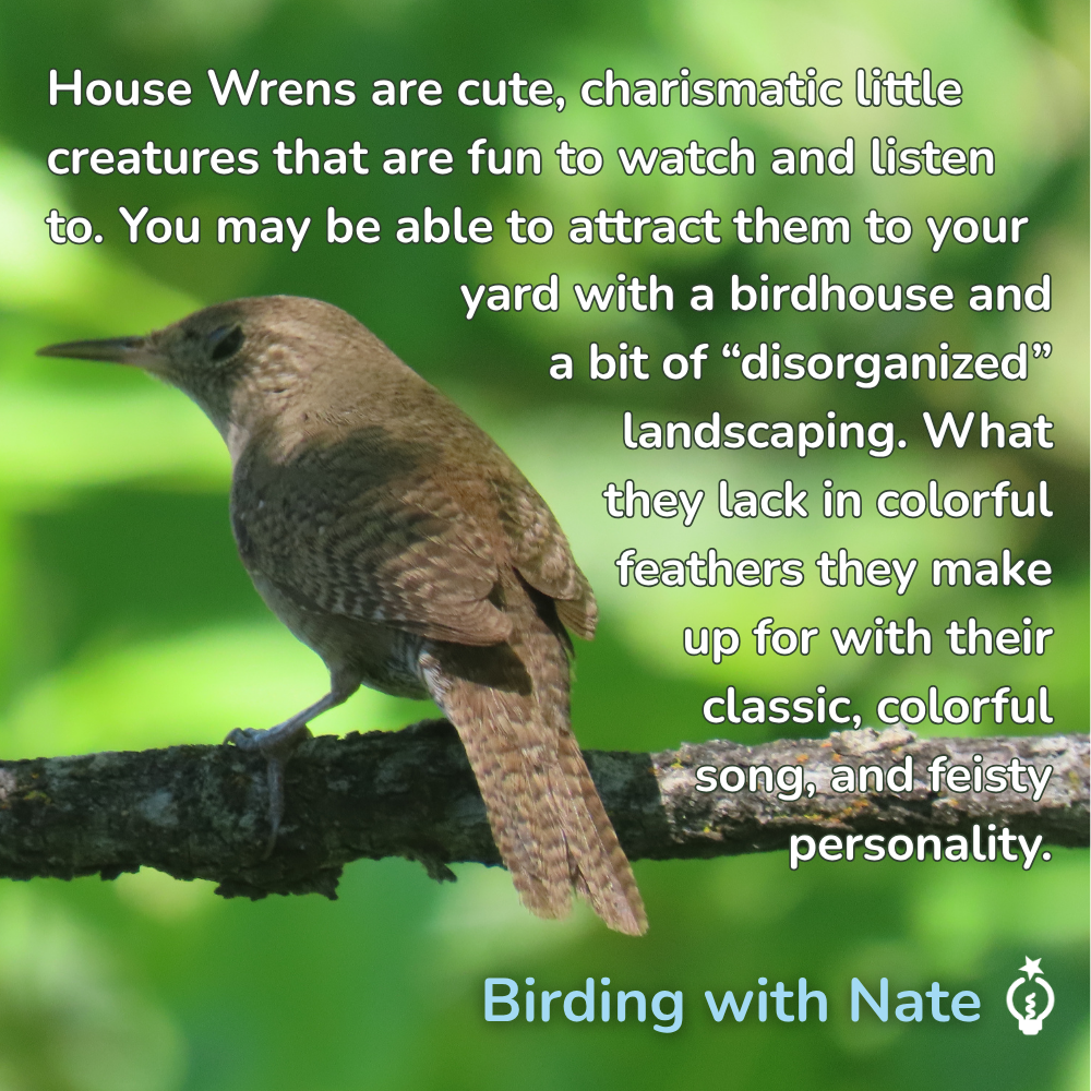 House Wrens are cute, charismatic little creatures that are fun to watch and listen to. You may be able to attract them to your yard with a birdhouse and a bit of “disorganized” landscaping. What they lack in colorful feathers they make up for with their classic, colorful song, and feisty personality.