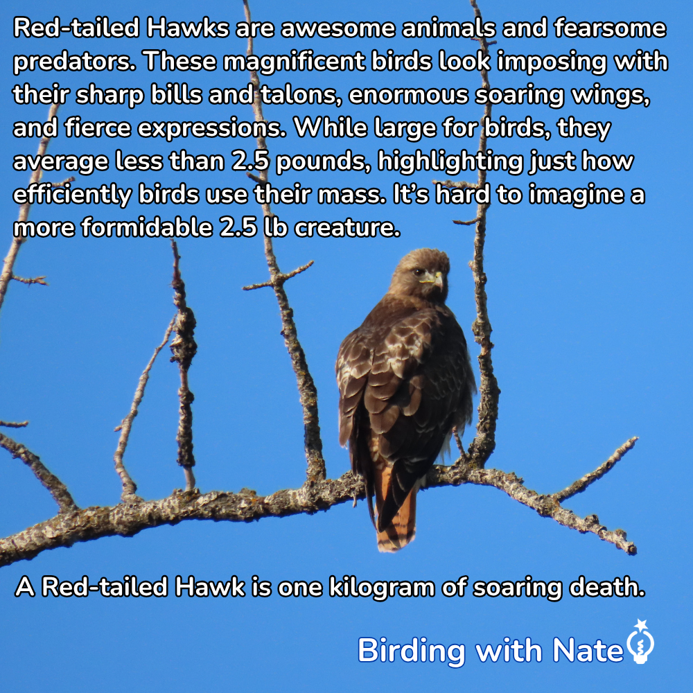 Red-tailed hawk perched on a branch against blue sky, with text overlay about the bird's fierce hunting ability.