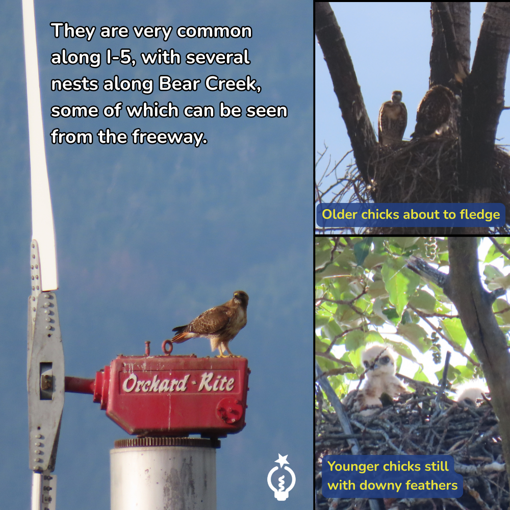 Red-tailed hawk perched on a windmill, with inset photos of chicks in a nest and on branches.