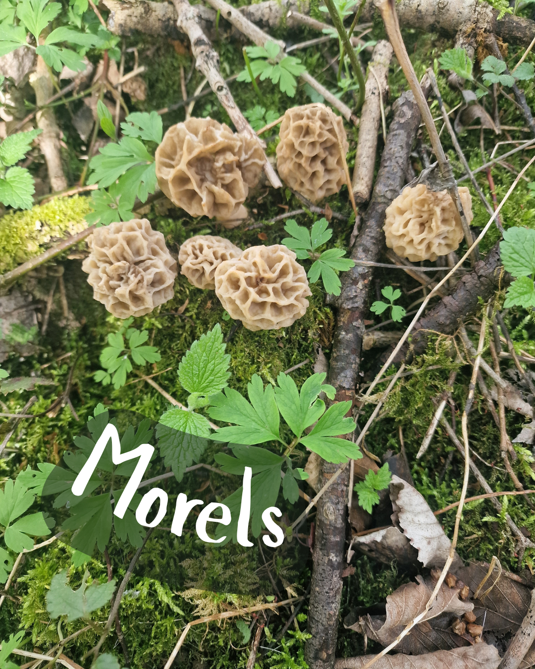 Morel mushrooms with a honeycomb texture in a forest setting with green plants and twigs.