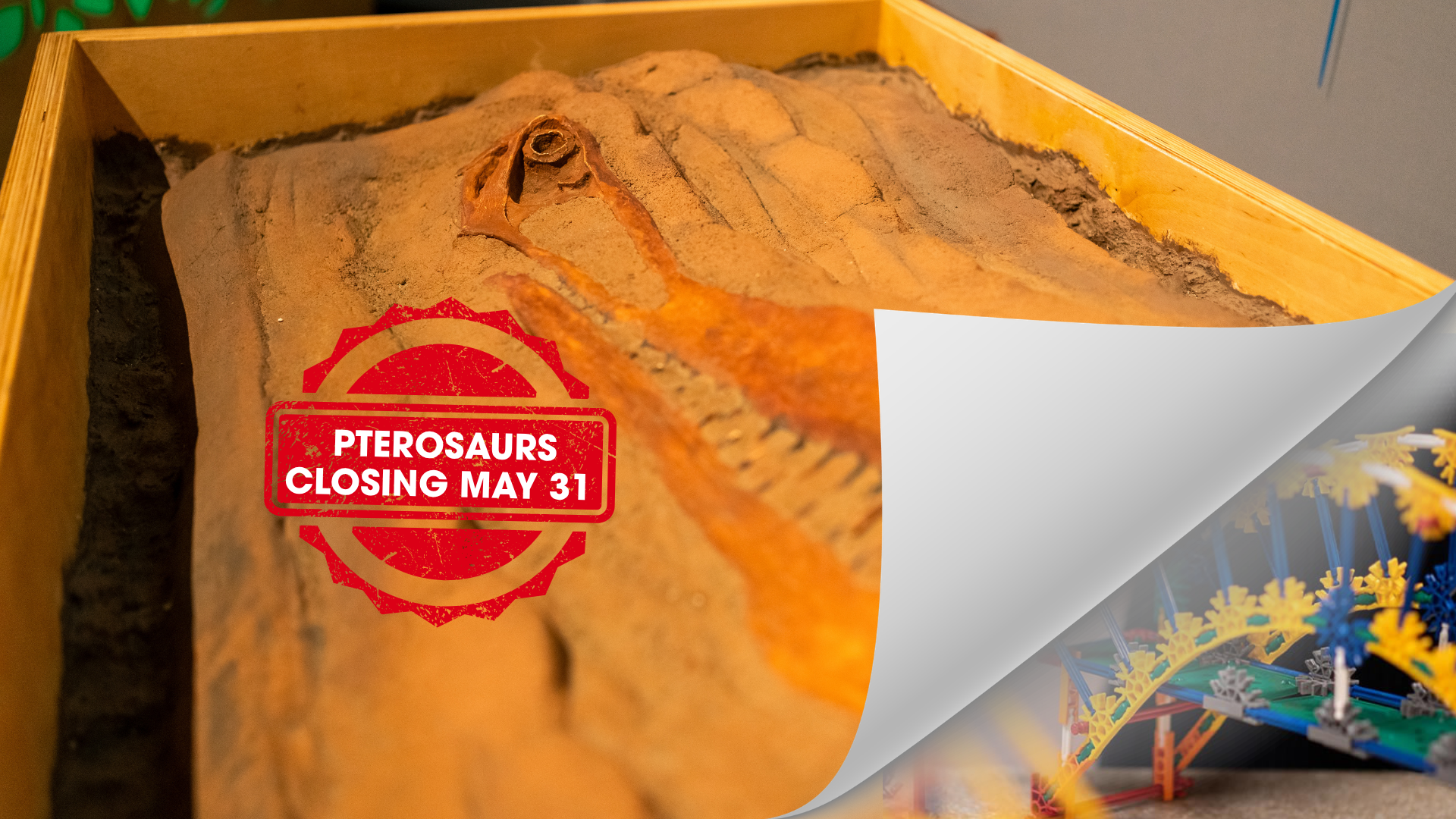 Photo of Pterosaur skull fossil with “Pterosaurs closing May 31” sign