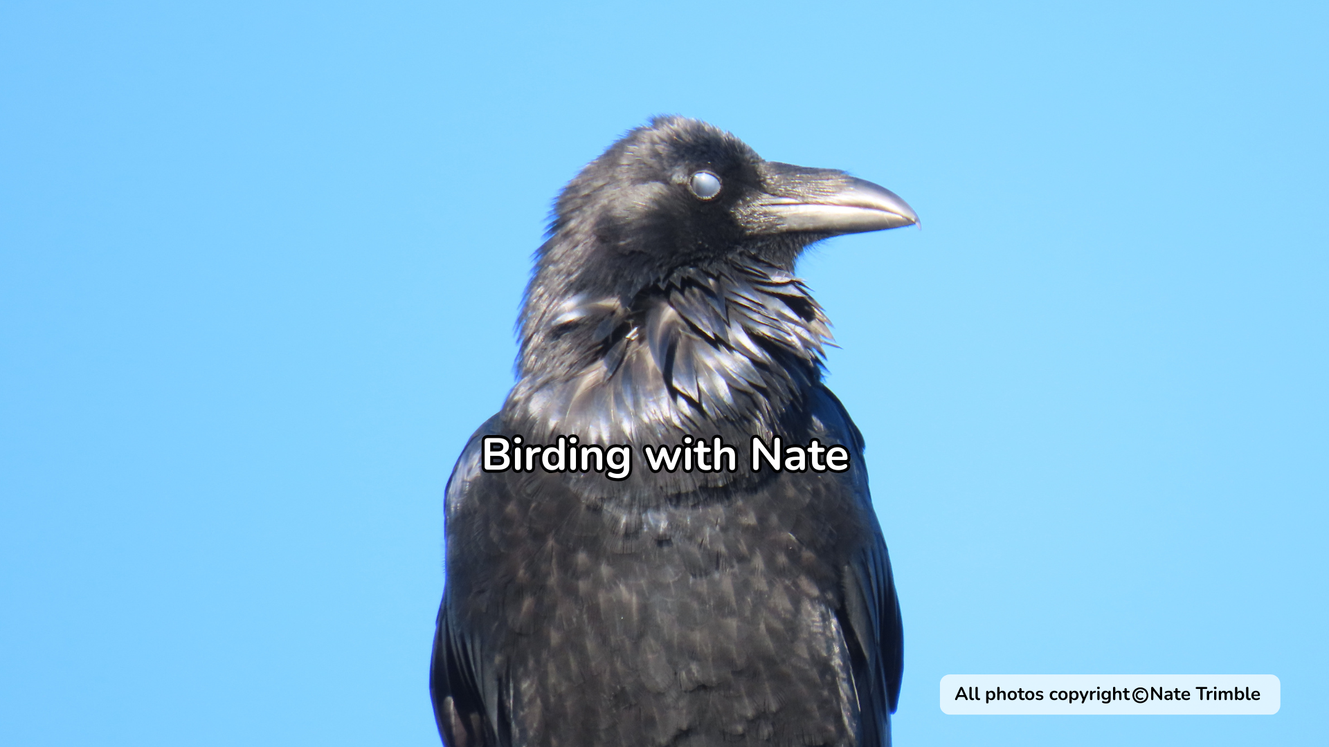 Black raven perched against a clear blue sky with “Birding with Nate” text overlay.