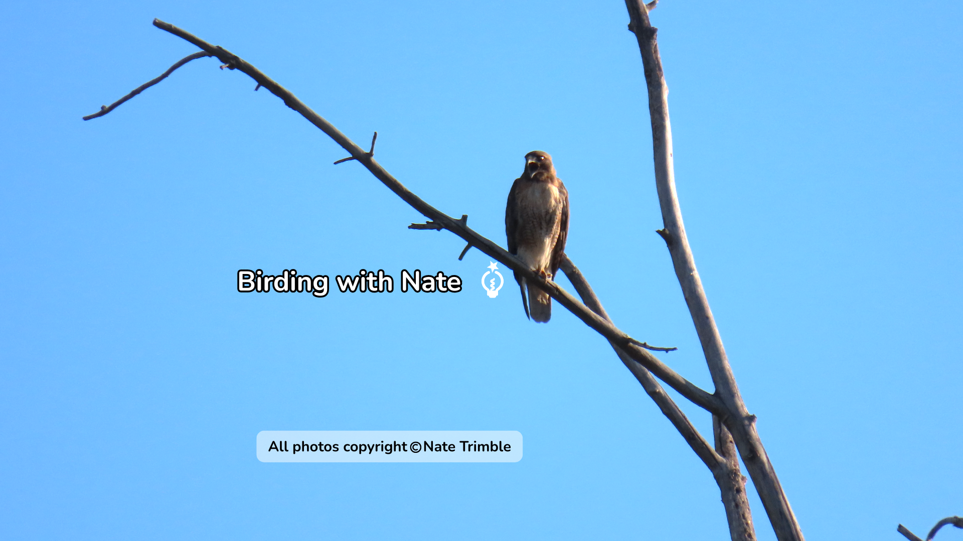 Red-tailed hawk perched on bare branches against a clear blue sky.