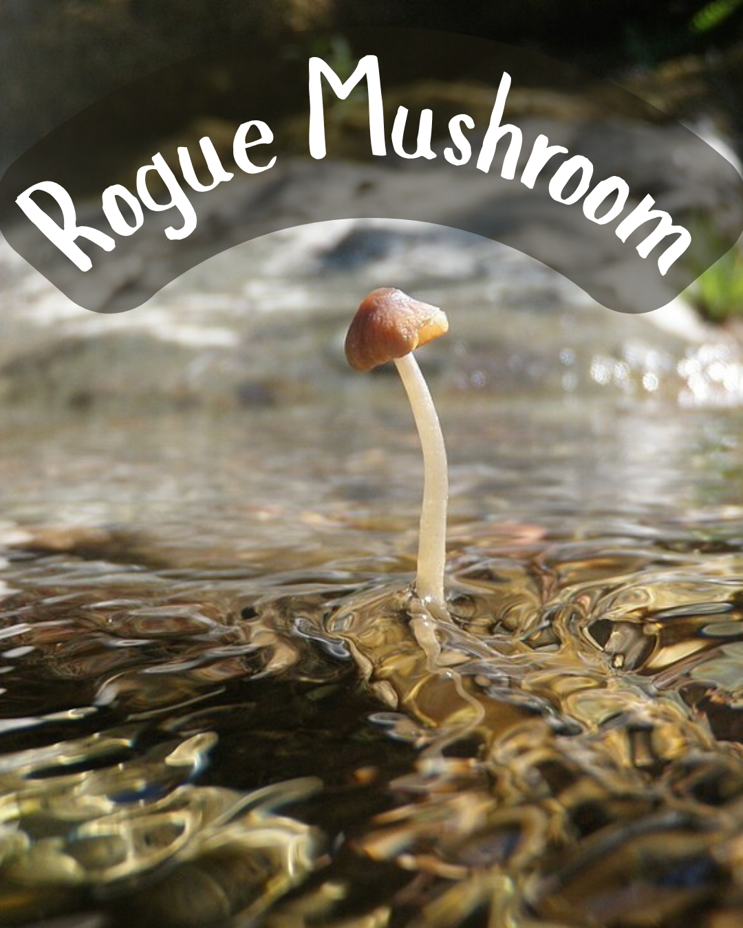 A small brown mushroom in shallow water, with 