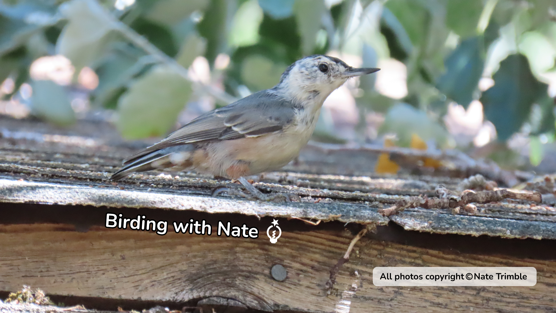 Small gray-brown bird perched on a log with blurred green background and “Birding With Nate” text watermark