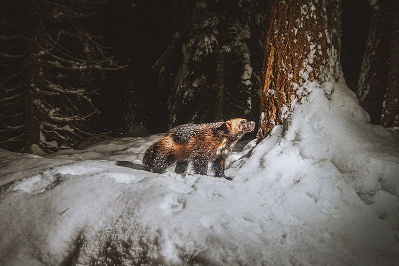 photo of Gulo the Wolverine
