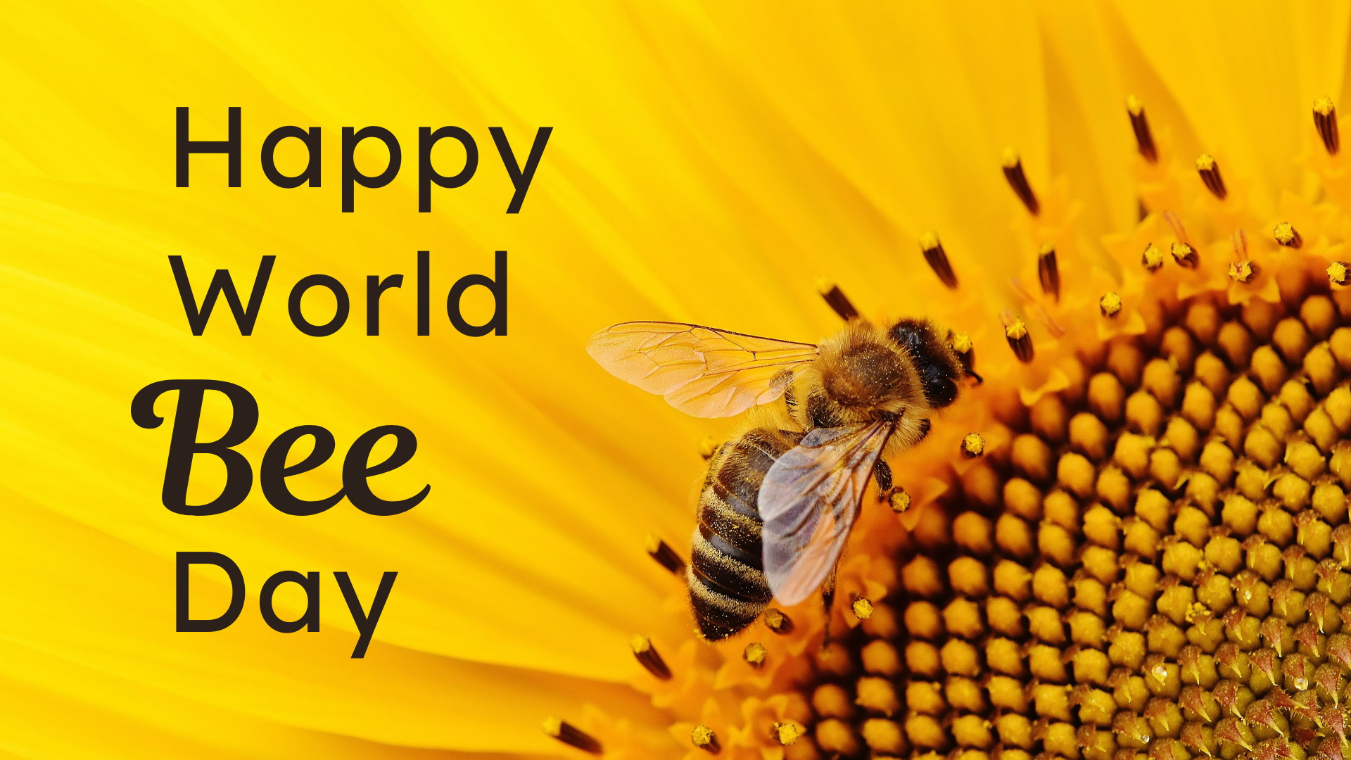 Happy World Bee Day text beside a bee on a bright yellow sunflower close-up