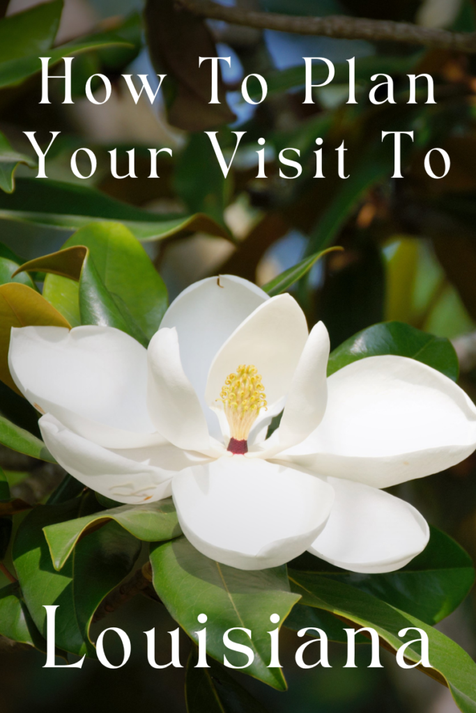 White magnolia flower with text