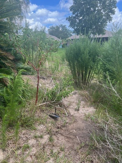 Sandy path through overgrown vegetation under a blue sky. Homes visible in the background.