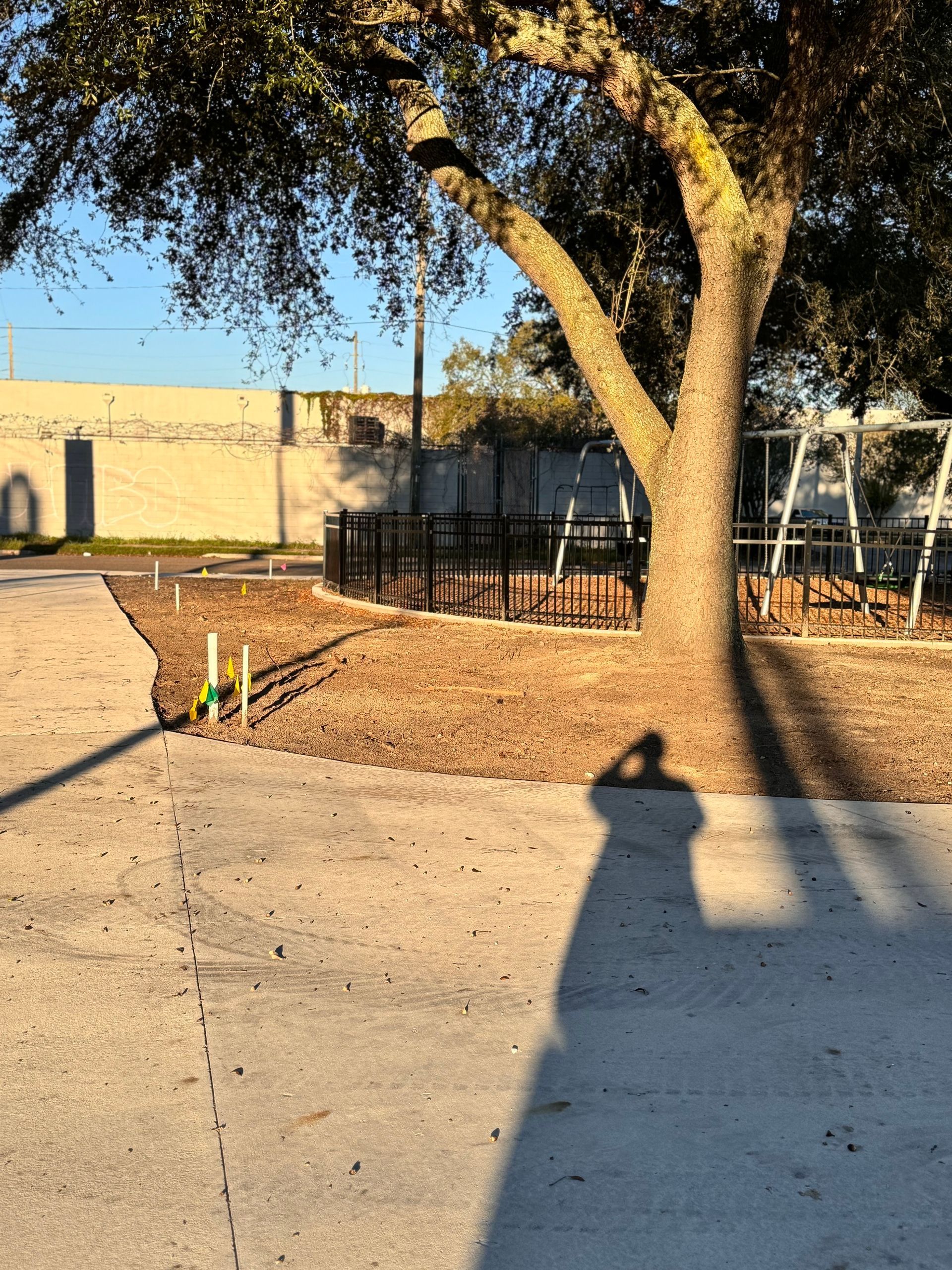 A tree in a park with a concrete path, mulch, and a black fence in the background.