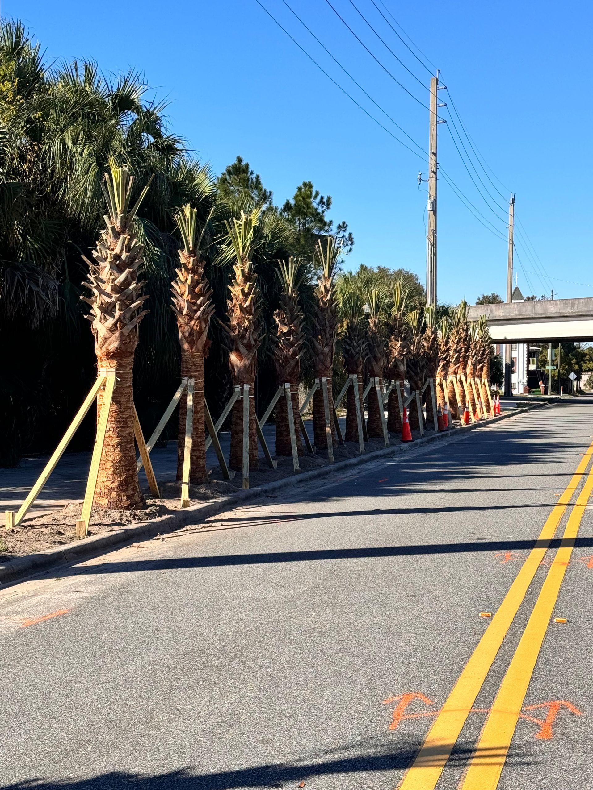 Palm trees planted along a road, secured with wooden supports, under a clear blue sky.