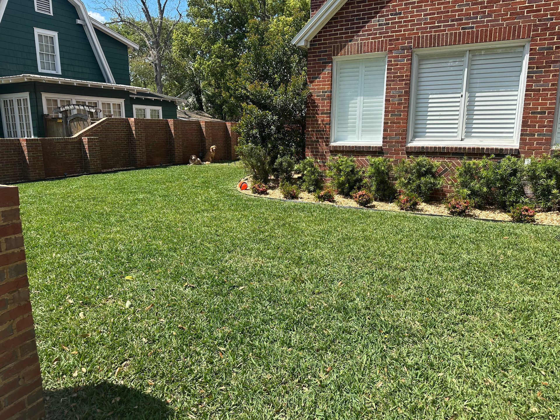 Lush green lawn in front of a brick house with white-shuttered windows; a green house in the background.