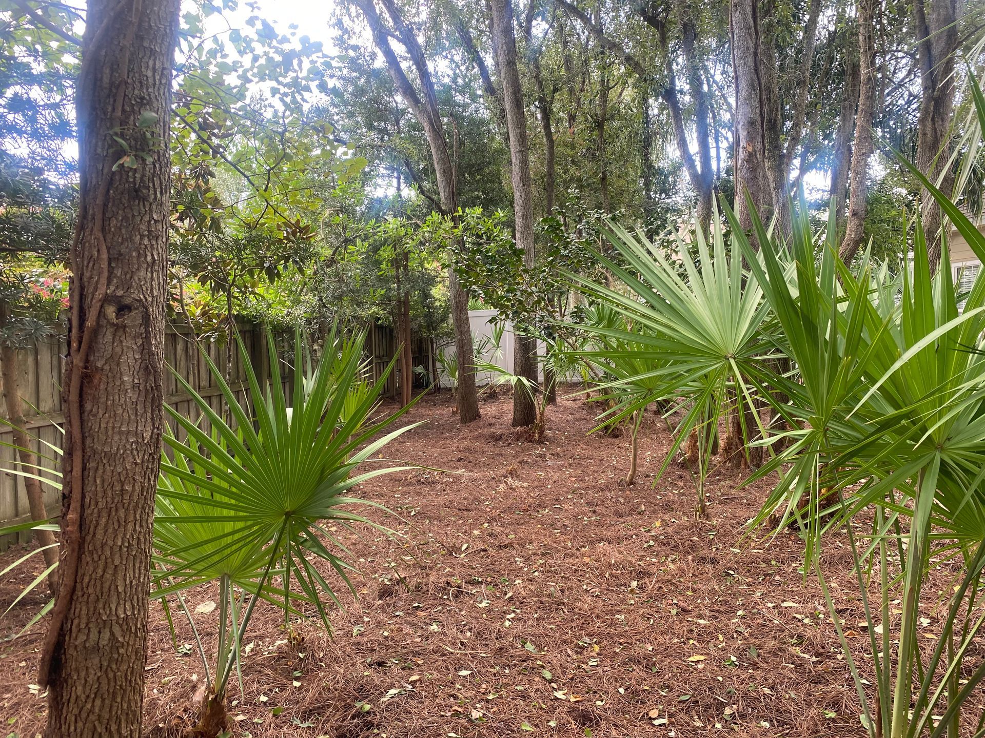 Wooded backyard with trees and palm plants on a bed of brown mulch.