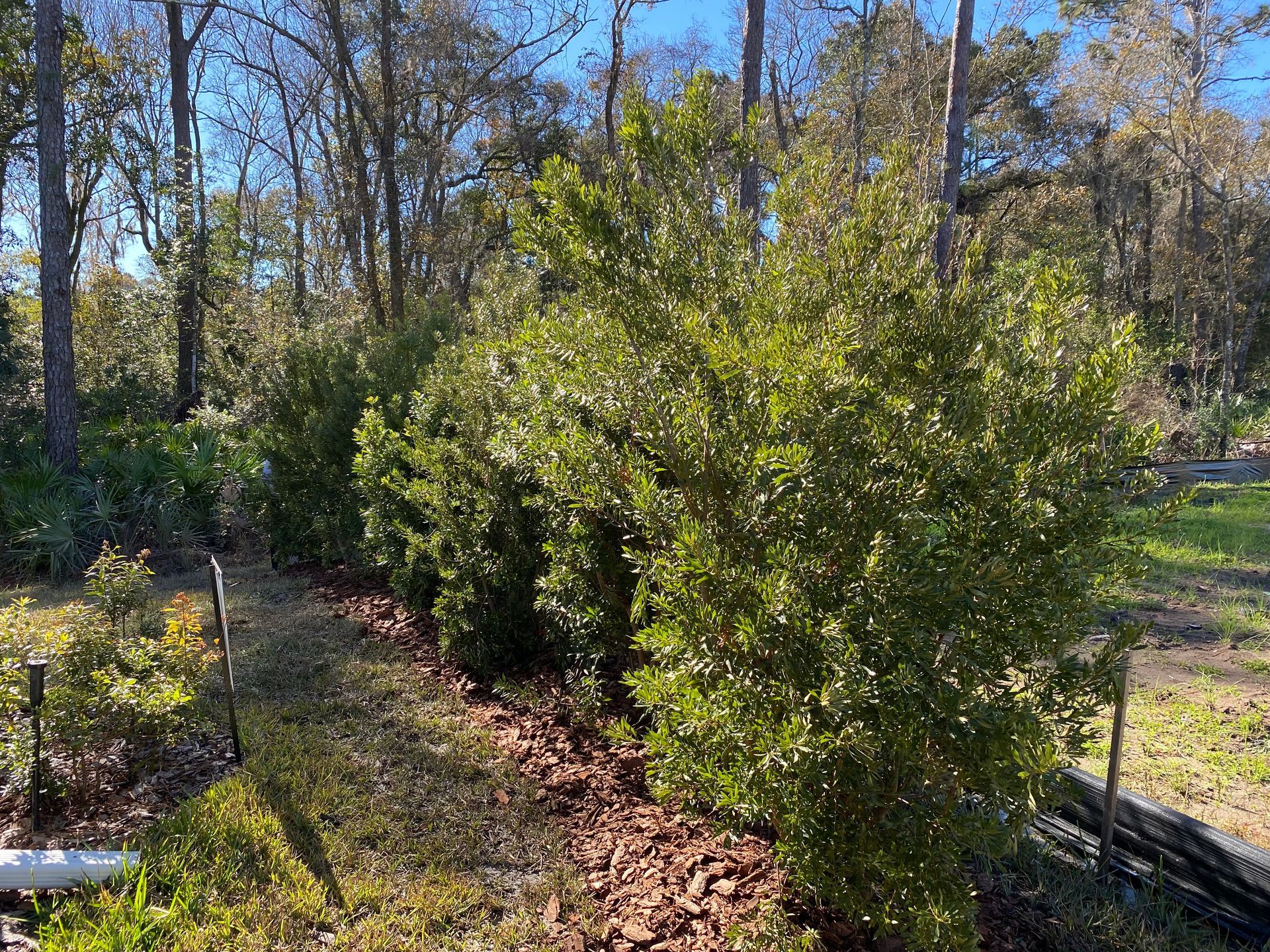 Backyard garden with a leafy shrub, mulch path, and tall trees in sunlight